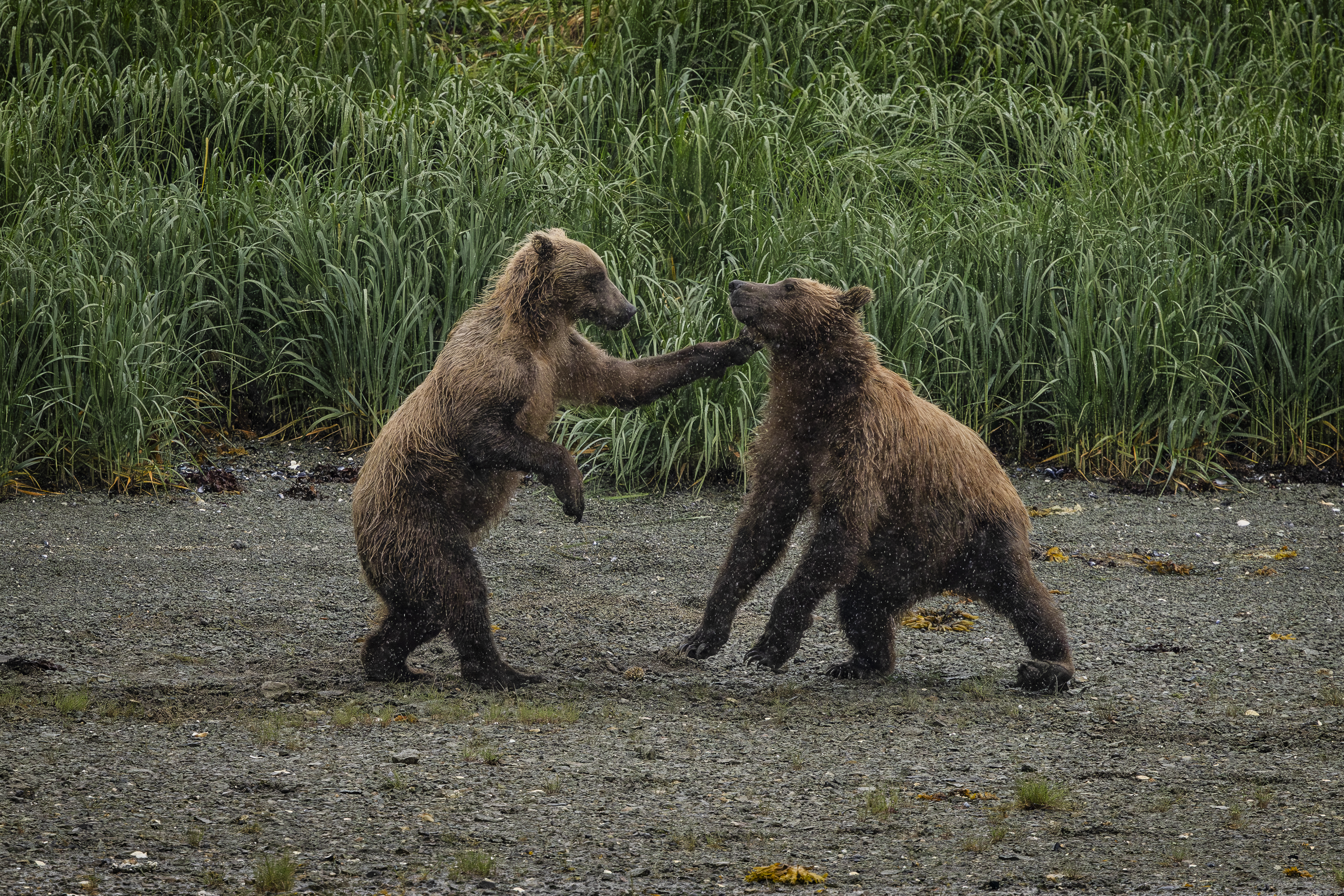 Alaska