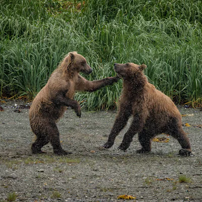 Alaska