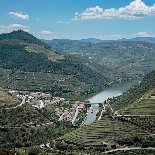 Pinhão
