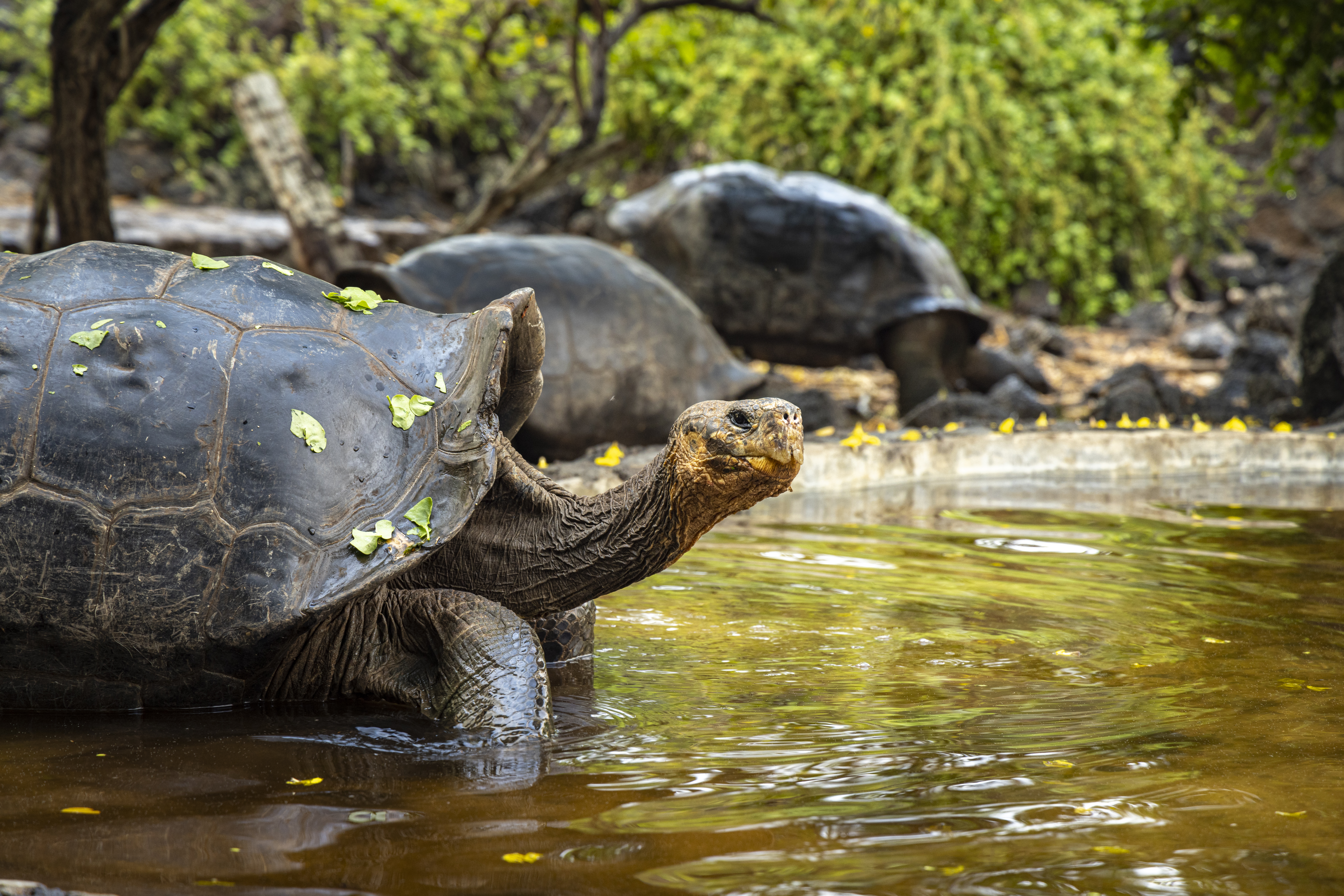 Dag 5: Darwins Isla Santa Cruz med kæmpeskildpadder