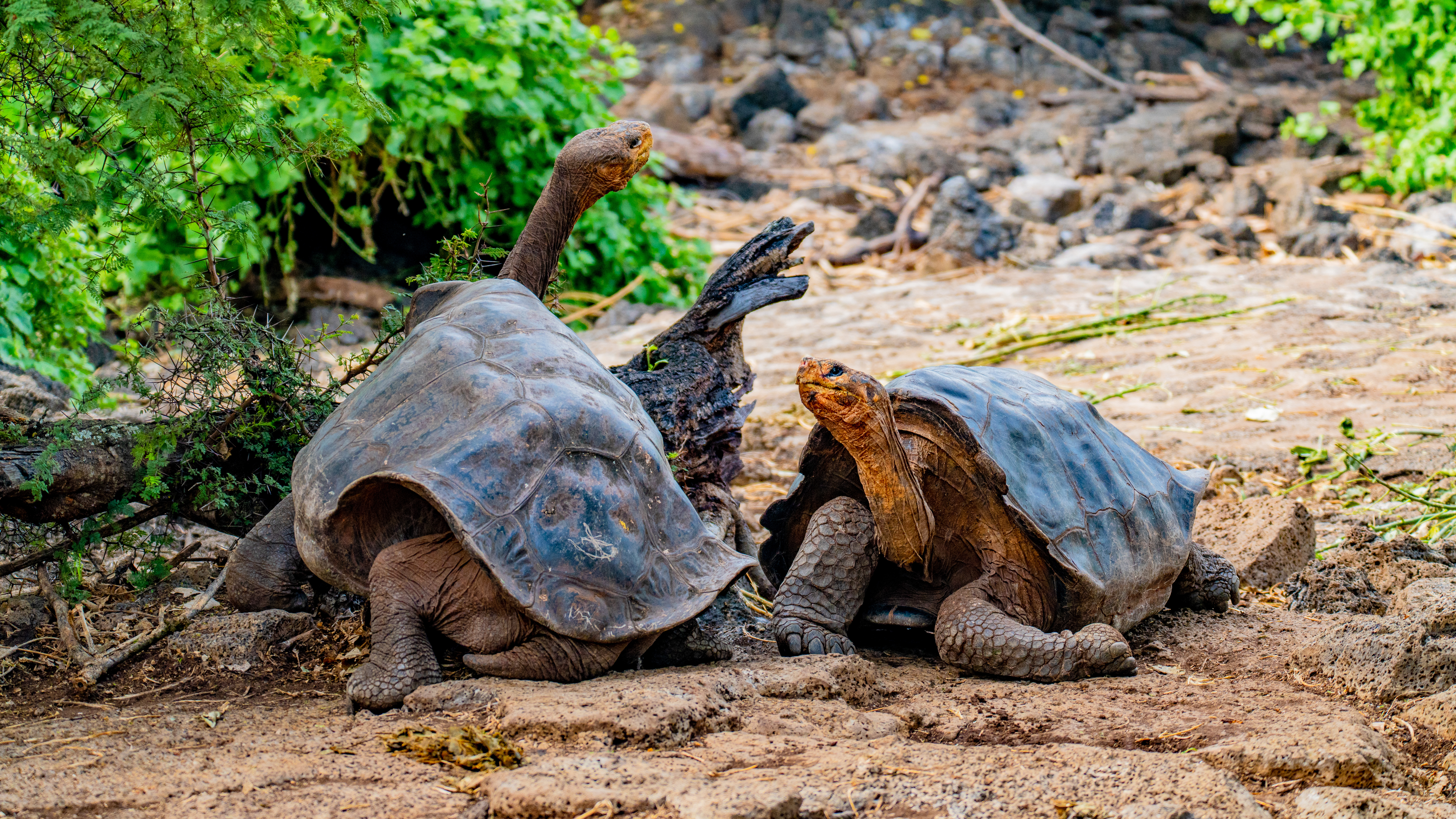 Dag 4: Mød San Cristóbals kæmpeskildpadder